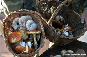 raccolta_funghi08