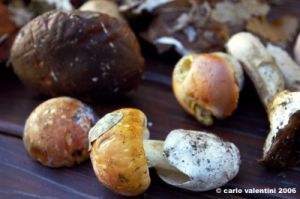 raccolta_funghi17