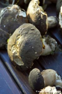 raccolta_funghi18