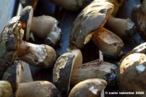 raccolta_funghi20
