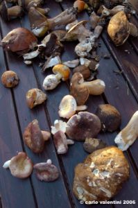 raccolta_funghi22