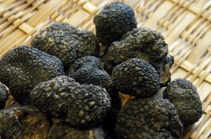 tartufo_nero6