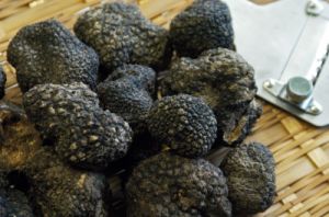 tartufo_nero9