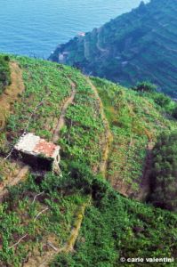 vigna_cinqueterre397_35