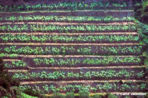 vigna_cinqueterre398_02