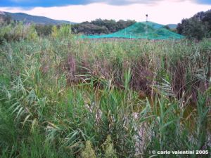 carapax20m