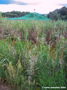 carapax21m