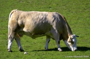 mucca002