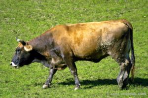 mucca006