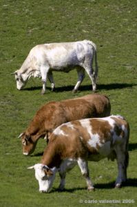 mucca007