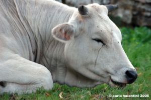 mucca01