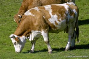 mucca010