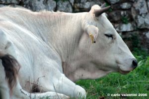 mucca04