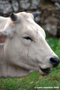 mucca06