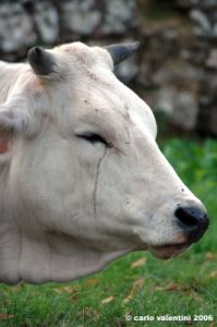 mucca07