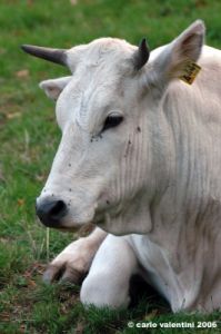mucca09