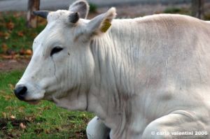 mucca11