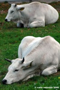 mucca19