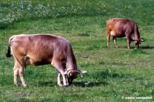 mucche1060_34