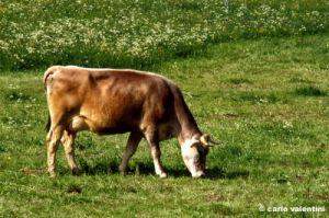 mucche1060_35