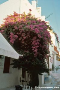 mikonos692_17