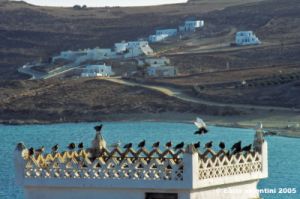 mikonos_kalafati697_07