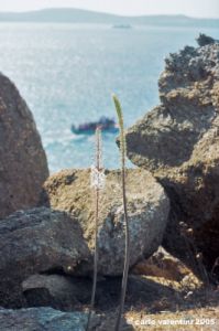 mikonos_paraga695_28