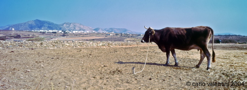 naxos23_432