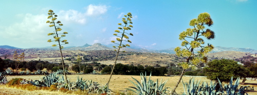 naxos24_115