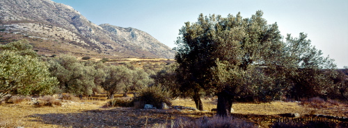 naxos24_210