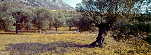 naxos24_306