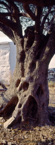 naxos24_404