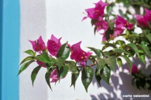 patmos1219_45