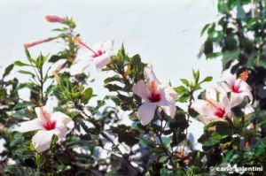 patmos1219_46