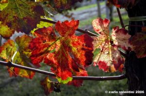 chianti_albola14