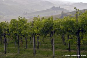 chianti_albola18