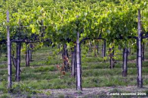 chianti_albola21