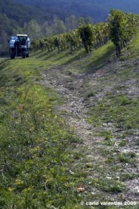 chianti_albola23