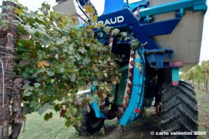 chianti_albola37
