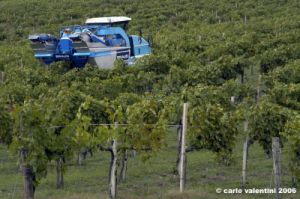 chianti_albola45