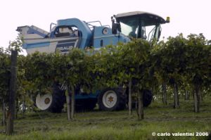 chianti_albola47