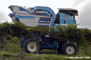chianti_albola48