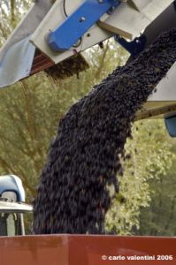 chianti_albola56