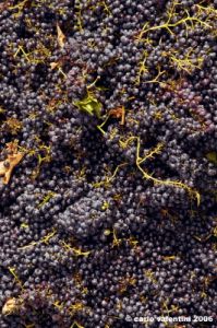 chianti_albola58