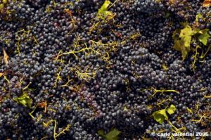 chianti_albola59