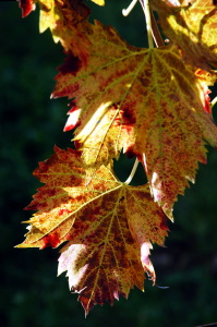 mercatale20_021027