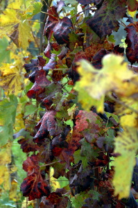 mercatale29_021027
