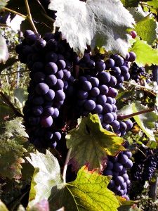 mercatale_07_020919