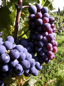 mercatale_08_020919