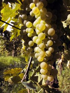 mercatale_10_020919